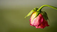 La pianta ha smesso improvvisamente di crescere? La causa potrebbe nascondersi nel vaso