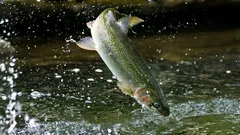 La trota: prova della purezza del fiume e dell’onestà della cucina