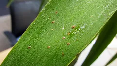 Cocciniglia a scudetto: come riconoscerla e eliminarla dalle piante da interno