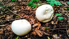 Sferette bianche dopo la pioggia: si possono mangiare? Basta un taglio per scoprirlo