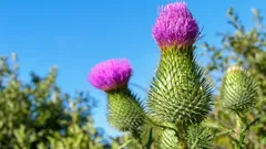 Cardo in giardino: erbaccia o risorsa per gli impollinatori — quando eliminarlo e quando lasciarlo