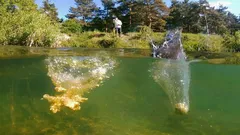 Mescolare correttamente l'esca di base: controllo di 5 minuti per ottenere finalmente nuovi abboccamenti in acqua