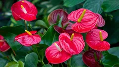 Come prendersi cura di un anthurium per mantenerlo sempre in fiore: luce, umidità e concimazione senza eccezioni