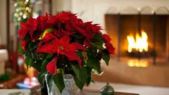 Come curare la stella di Natale in casa e farla durare oltre le feste