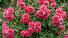 Pensi che le rose siano complicate? Questa bellezza tedesca fiorisce anche per i principianti