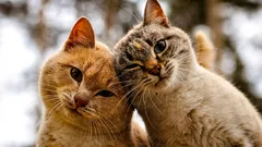 Come capire se i gatti si piacciono: i silenziosi segnali di amicizia che gli esseri umani ignorano