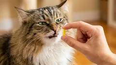 Come somministrare una compressa al gatto senza stress: 7 trucchi che funzionano davvero