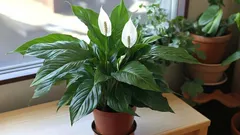 Perché lo spathiphyllum non fiorisce e come farlo fiorire in appartamento