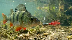 Perché i pescatori esperti legano un filo rosso all’amo: c’entra un ingegnoso principio di fisica