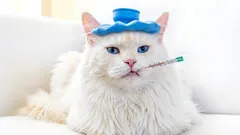 Come capire rapidamente che il gatto ha bisogno del veterinario, anche senza sintomi evidenti