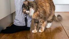 Perché il tuo gatto ti dà delle testate e cosa significa davvero