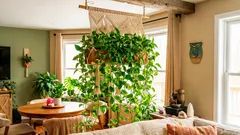 La pianta che simboleggia l’abbondanza: il pothos e le regole per posizionarlo