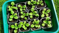 Come coltivare le petunie dai semi senza errori: luce, calore e giusta umidità