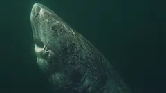 Uno squalo nato prima della storia moderna: la sorprendente longevità dello squalo groenlandese