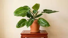 Filodendron in appartamento: come regolare la luce affinché cresca rapidamente e abbia foglie grandi