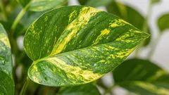 Come innaffiare correttamente il pothos ed evitare che le foglie ingialliscano