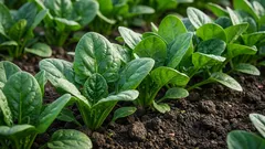 Spinaci: benefici per il cuore, l’immunità e le ossa dal punto di vista scientifico