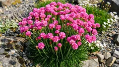 La pianta che sopravvive al vento e ai terreni poveri — e fiorisce a «pompon»