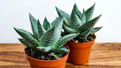 Come moltiplicare una Haworthia in casa: 3 metodi semplici (foglia, talea e semi)