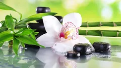 Orchidee nel feng shui: significato, colori e posizione ideale in casa